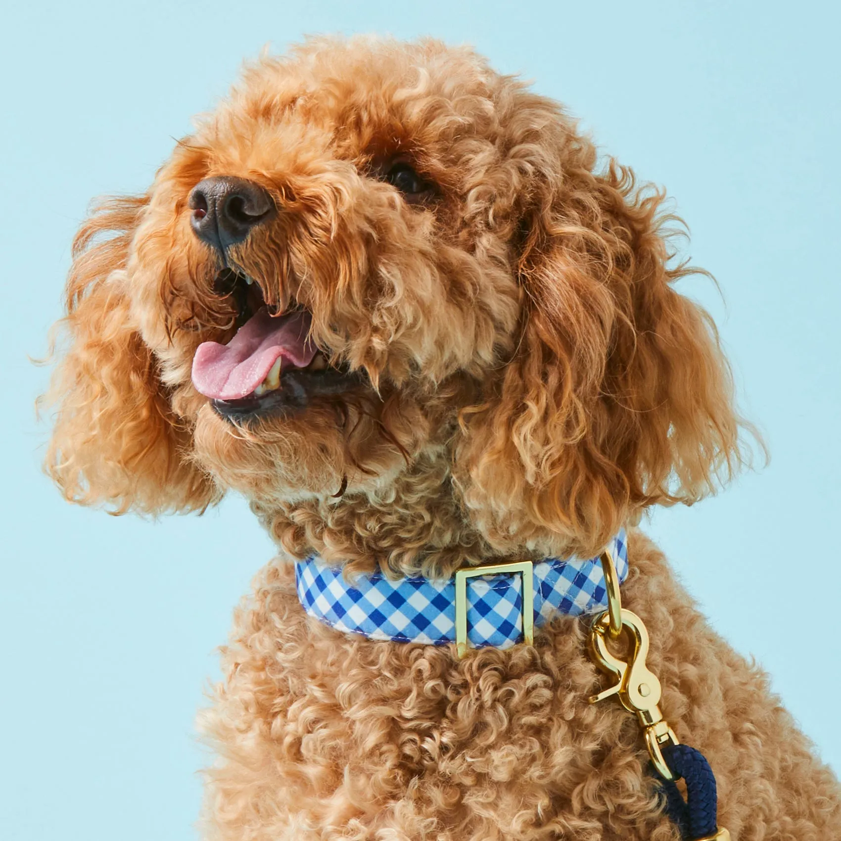 Blue Gingham Collar Walk Set