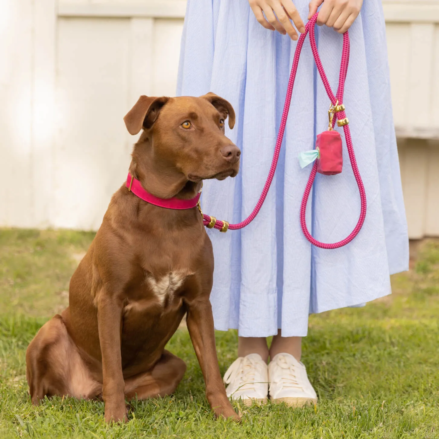 Hot Pink Collar Walk Set